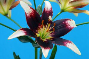 Lily Asiatic Nettys Pride